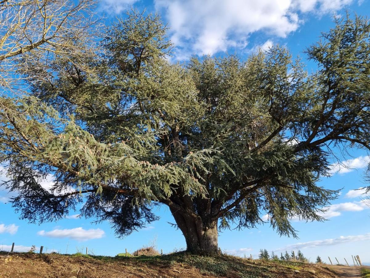 فيلا L'Oeil De Carcassonne Caudebronde المظهر الخارجي الصورة